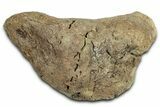 Cretaceous Fossil Dinosaur Bone - Montana #326422-1
